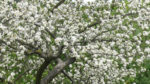 Im Mai – Aufbruch der Natur | Geistlicher Impuls | 06.05.2026