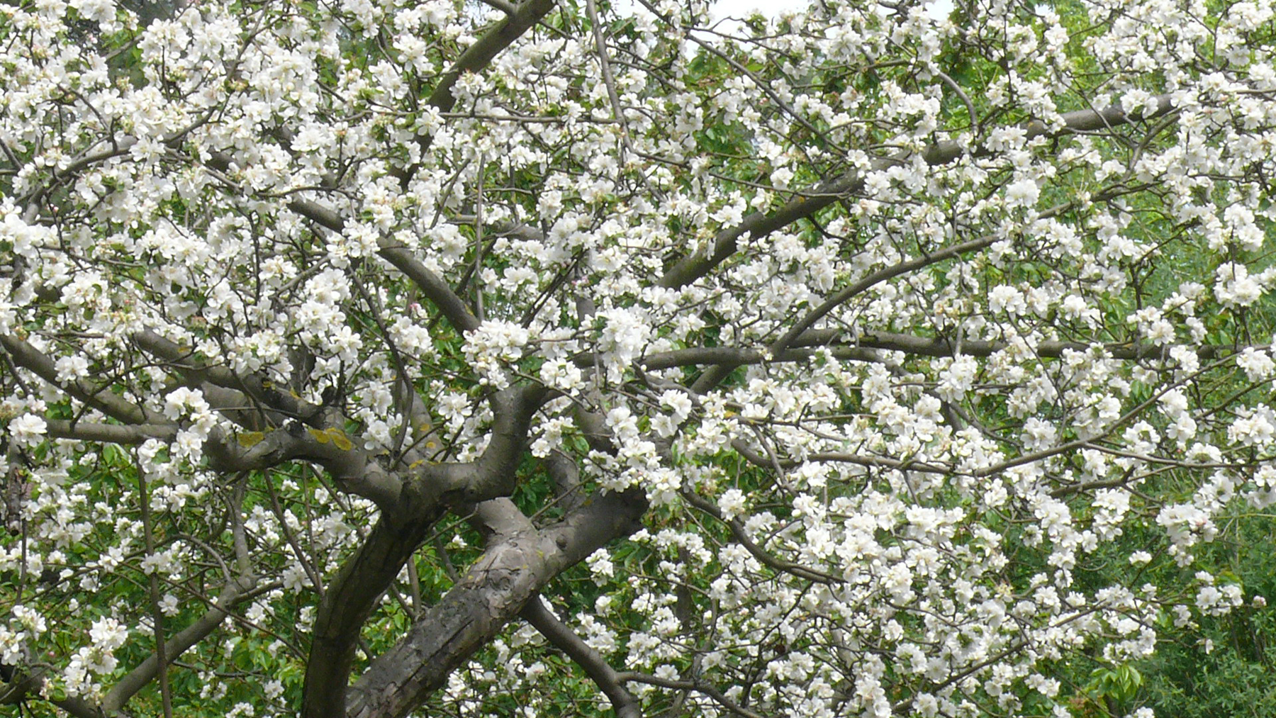 Im Mai – Aufbruch der Natur | Geistlicher Impuls | 06.05.2026