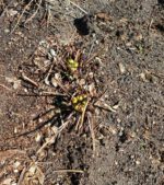 Etwas bricht sich Bahn | Geistlicher Impuls | 22.04.2026